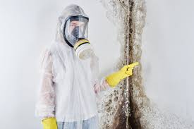 Best Basement Mold Removal  in Timmonsville, SC